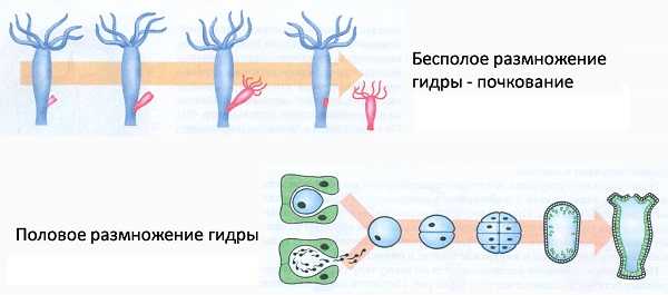 Как зайти на кракен в тор браузере