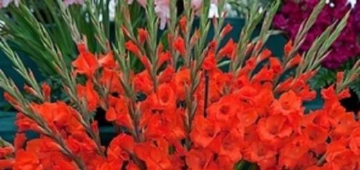 Гладиолусы – правильные подкормки для пышного цветения Чем удобрять гладиолусы весной