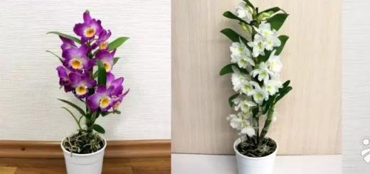 Уход за орхидеей Дендробиум нобиле: как выращивать экзоты в домашних условиях?