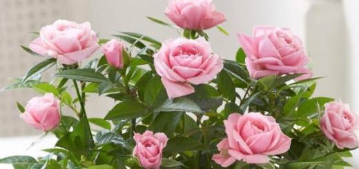 Комнатная роза – условия для ухода в домашних условиях, выбор цветка в магазине