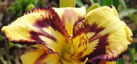 Пять советов по выращиванию и уходу за лилейниками – советы профессионалов Почему желтеют листья у лилейников