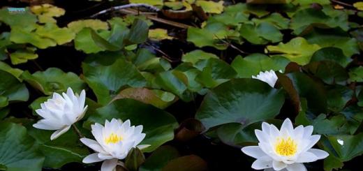 Кувшинка - водяная лилия, нимфея, цветок прекрасный, сказочный Как называется лист кувшинки