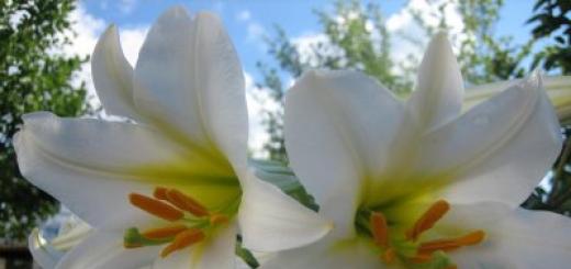 Как ухаживать за садовыми лилиями: полезные советы Лилии уход весной советы бывалых садоводов
